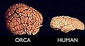 Orca brain32472