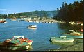 Salmon BBQ Friday Harbor about 1958. 1800 pounds of salmon BBQ'd. jpg